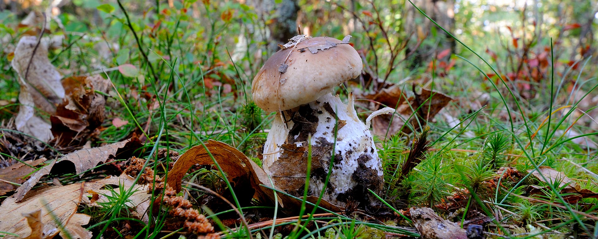 Steinpilz im Wald in St. Vigil in Enneberg